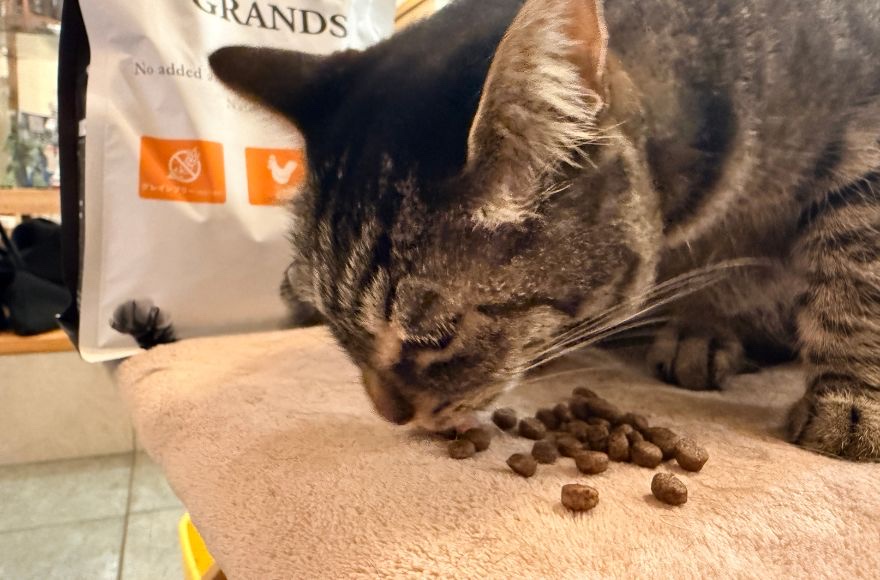 グランツキャットフードの粒を夢中で食べる愛猫コテ